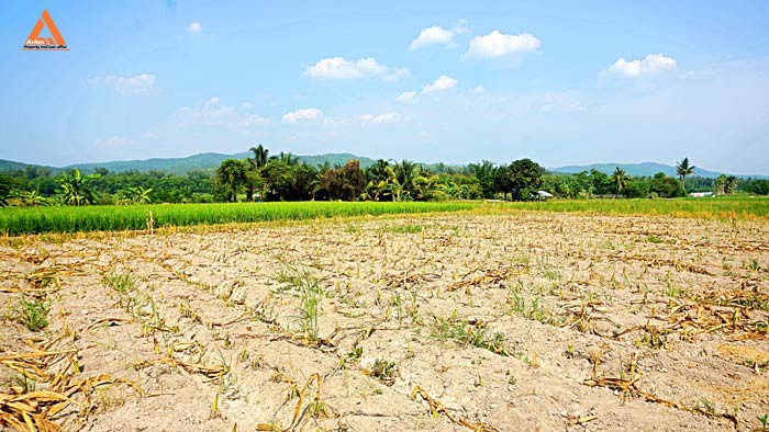 ขายที่นา-ที่ไร่-ตำบลแม่แฝก-อำเภอสันทราย-จังหวัดเชียงใหม่