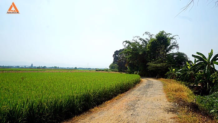 ขายที่นา-ที่ไร่-ตำบลแม่แฝก-อำเภอสันทราย-จังหวัดเชียงใหม่