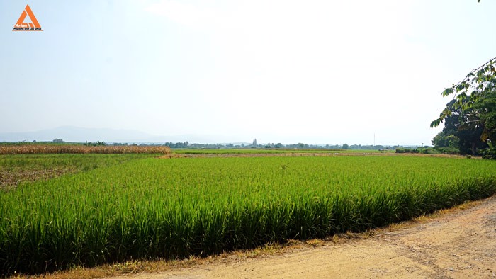 ขายที่นา-ที่ไร่-ตำบลแม่แฝก-อำเภอสันทราย-จังหวัดเชียงใหม่