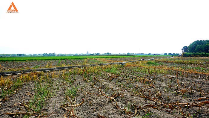 ขายที่นา-ที่ไร่-ตำบลแม่แฝก-อำเภอสันทราย-จังหวัดเชียงใหม่