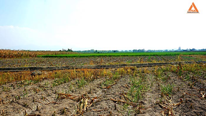 ขายที่นา-ที่ไร่-ตำบลแม่แฝก-อำเภอสันทราย-จังหวัดเชียงใหม่