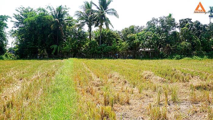 ขายที่ดิน-ตำบลเมืองเล็น-อำเภอสันทราย-เหมาะทำเป็นที่ดินจัดสรรขนาดย่อย