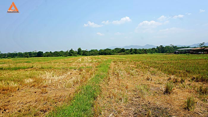 ขายที่ดิน-ตำบลเมืองเล็น-อำเภอสันทราย-เหมาะทำเป็นที่ดินจัดสรรขนาดย่อย