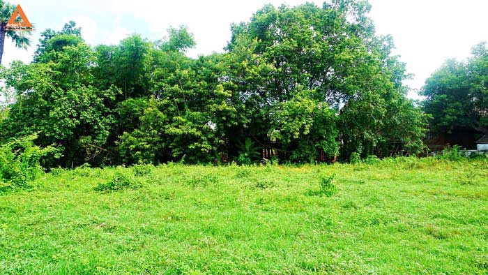 ขายที่ดิน-บริเวณกาดฝรั่ง-ตำบลบ้านแหวน-อำเภอหางดง-จังหวัดเชียงใหม่