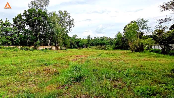 ขายที่ดิน-หลังมหาวิทยาลัยแม่โจ้-ตำบลป่าไผ่-อำเภอสันทราย-จังหวัดเชียงใหม่