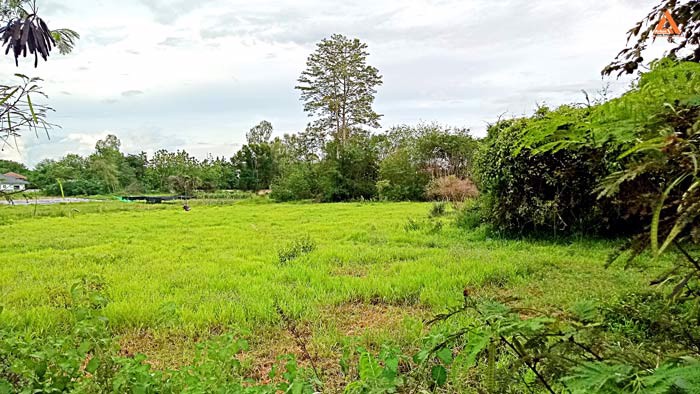 ขายที่ดิน-หลังมหาวิทยาลัยแม่โจ้-ตำบลป่าไผ่-อำเภอสันทราย-จังหวัดเชียงใหม่