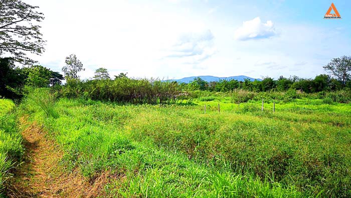 ขายที่ดิน-หลังมหาวิทยาลัยแม่โจ้-ตำบลป่าไผ่-อำเภอสันทราย-จังหวัดเชียงใหม่