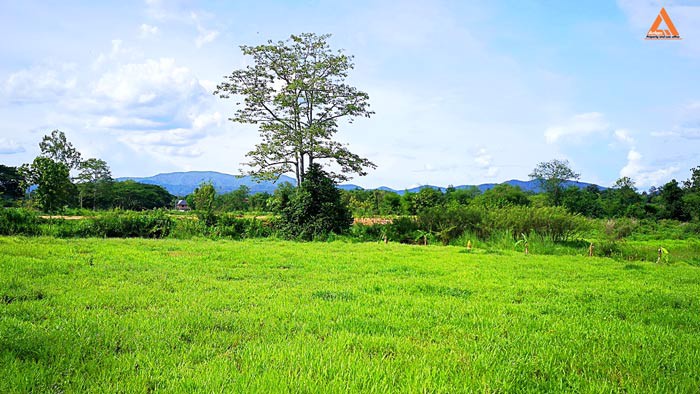 ขายที่ดิน-หลังมหาวิทยาลัยแม่โจ้-ตำบลป่าไผ่-อำเภอสันทราย-จังหวัดเชียงใหม่