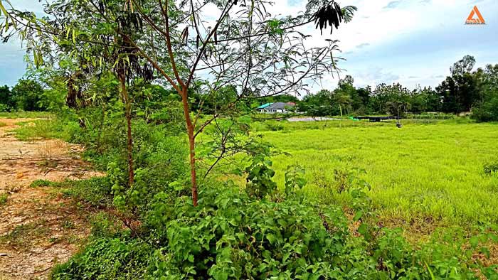 ขายที่ดิน-หลังมหาวิทยาลัยแม่โจ้-ตำบลป่าไผ่-อำเภอสันทราย-จังหวัดเชียงใหม่