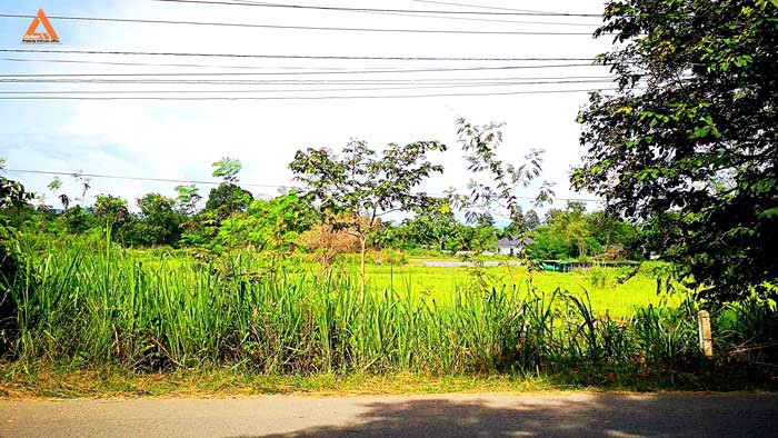 ขายที่ดิน-หลังมหาวิทยาลัยแม่โจ้-ตำบลป่าไผ่-อำเภอสันทราย-จังหวัดเชียงใหม่