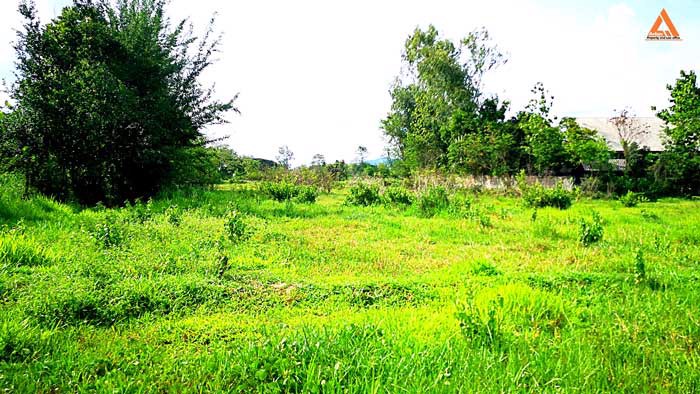 ขายที่ดิน-หลังมหาวิทยาลัยแม่โจ้-ตำบลป่าไผ่-อำเภอสันทราย-จังหวัดเชียงใหม่