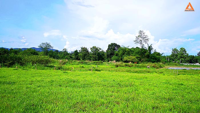 ขายที่ดิน-หลังมหาวิทยาลัยแม่โจ้-ตำบลป่าไผ่-อำเภอสันทราย-จังหวัดเชียงใหม่