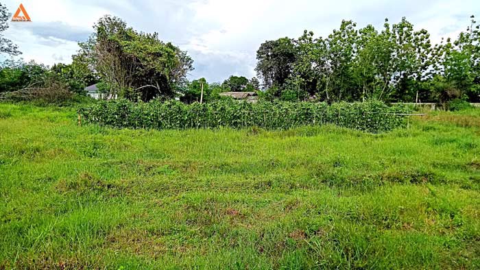 ขายที่ดิน-หลังมหาวิทยาลัยแม่โจ้-ตำบลป่าไผ่-อำเภอสันทราย-จังหวัดเชียงใหม่