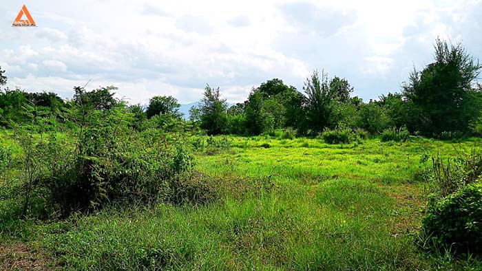 ขายที่ดิน-หลังมหาวิทยาลัยแม่โจ้-ตำบลป่าไผ่-อำเภอสันทราย-จังหวัดเชียงใหม่