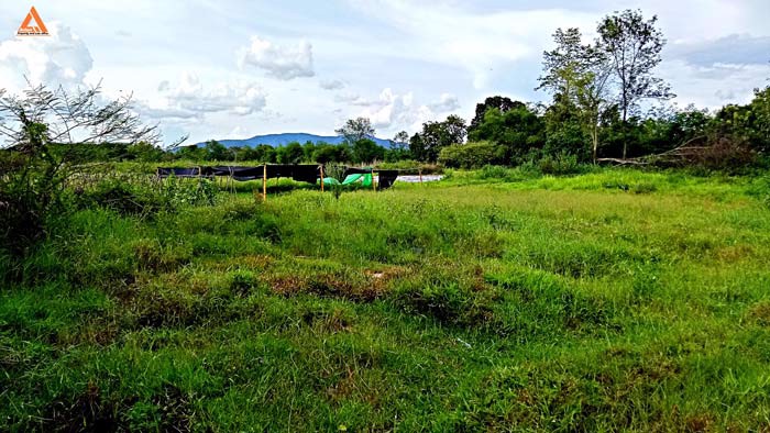 ขายที่ดิน-หลังมหาวิทยาลัยแม่โจ้-ตำบลป่าไผ่-อำเภอสันทราย-จังหวัดเชียงใหม่