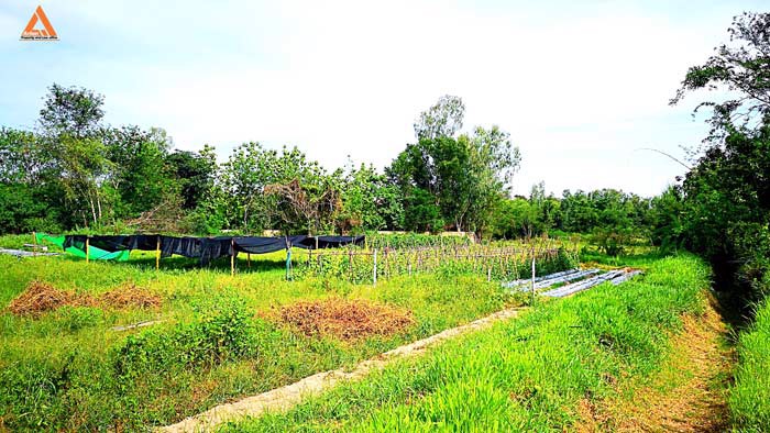 ขายที่ดิน-หลังมหาวิทยาลัยแม่โจ้-ตำบลป่าไผ่-อำเภอสันทราย-จังหวัดเชียงใหม่