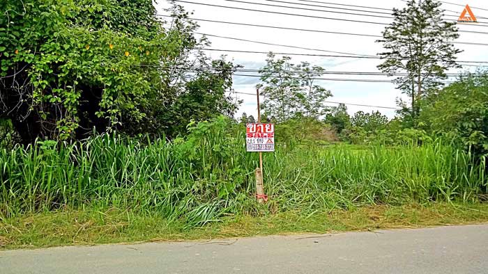 ขายที่ดิน-หลังมหาวิทยาลัยแม่โจ้-ตำบลป่าไผ่-อำเภอสันทราย-จังหวัดเชียงใหม่