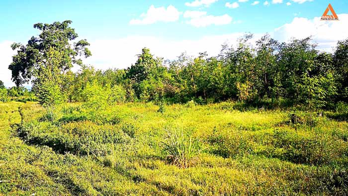 ขายที่ดิน-ตำบลสันติสุข-อำเภอดอยหล่อ-จังหวัดเชียงใหม่