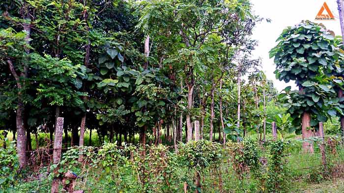 ขายที่ดิน-ใกล้-มหาวิทยาลัยราชภัฏเชียงใหม่-วิทยาเขตแม่สา-ตำบลแม่สา-อำเภอแม่ริม