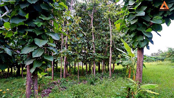 ขายที่ดิน-ใกล้-มหาวิทยาลัยราชภัฏเชียงใหม่-วิทยาเขตแม่สา-ตำบลแม่สา-อำเภอแม่ริม