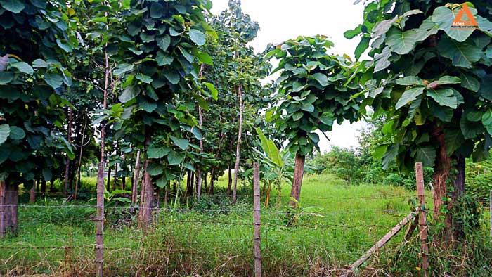 ขายที่ดิน-ใกล้-มหาวิทยาลัยราชภัฏเชียงใหม่-วิทยาเขตแม่สา-ตำบลแม่สา-อำเภอแม่ริม