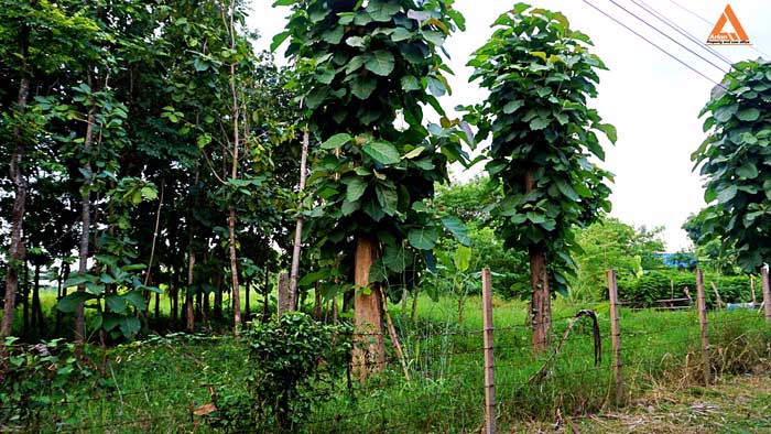 ขายที่ดิน-ใกล้-มหาวิทยาลัยราชภัฏเชียงใหม่-วิทยาเขตแม่สา-ตำบลแม่สา-อำเภอแม่ริม