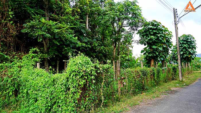 ขายที่ดิน-ใกล้-มหาวิทยาลัยราชภัฏเชียงใหม่-วิทยาเขตแม่สา-ตำบลแม่สา-อำเภอแม่ริม