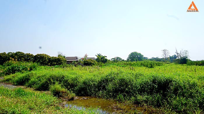 ขายที่ดิน-บ้านหนองไคร้-ตำบลหนองตอง-อำเภอหางดง-จังหวัดเชียงใหม่