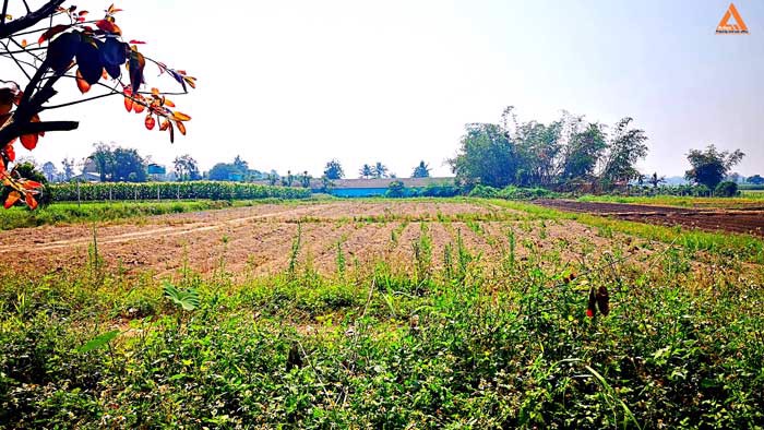 ขายที่ดิน-ใกล้คลองชลประทาน-ตำบลแม่แฝก-อำเภอสันทราย-จังหวัดเชียงใหม่