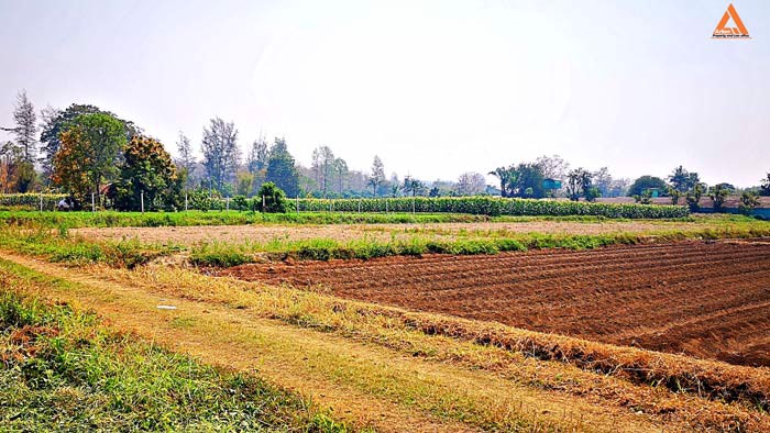 ขายที่ดิน-ใกล้คลองชลประทาน-ตำบลแม่แฝก-อำเภอสันทราย-จังหวัดเชียงใหม่