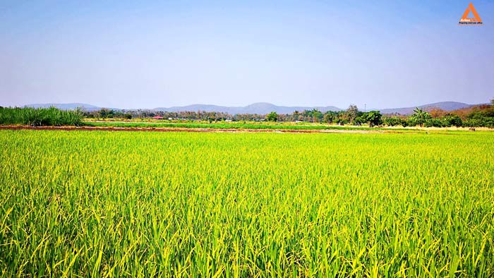 ขายที่ดิน-ใกล้กับ-บ้านเมืองวะ-หนองก้นครุ-ตำบลเมืองเล็น-อำเภอสันทราย-จังหวัดเชียงใหม่