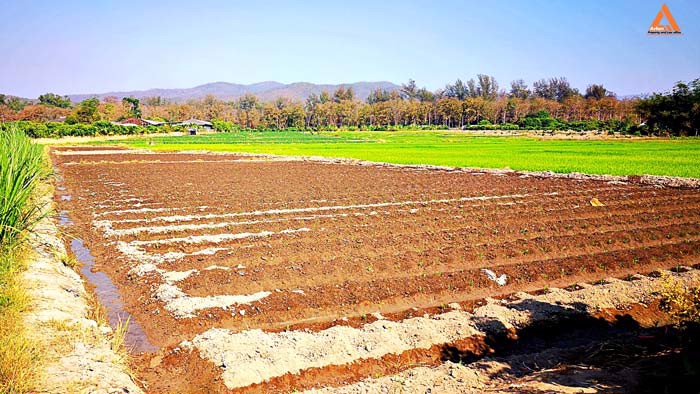 ขายที่ดิน-ใกล้กับ-บ้านเมืองวะ-หนองก้นครุ-ตำบลเมืองเล็น-อำเภอสันทราย-จังหวัดเชียงใหม่