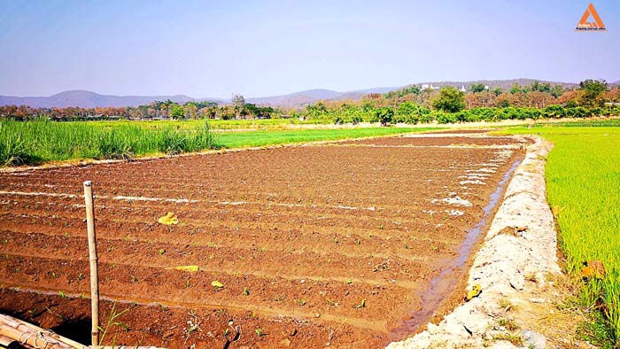 ขายที่ดิน-ใกล้กับ-บ้านเมืองวะ-หนองก้นครุ-ตำบลเมืองเล็น-อำเภอสันทราย-จังหวัดเชียงใหม่