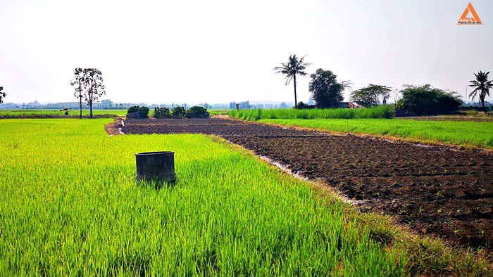 ขายที่ดิน-ใกล้กับ-บ้านเมืองวะ-หนองก้นครุ-ตำบลเมืองเล็น-อำเภอสันทราย-จังหวัดเชียงใหม่