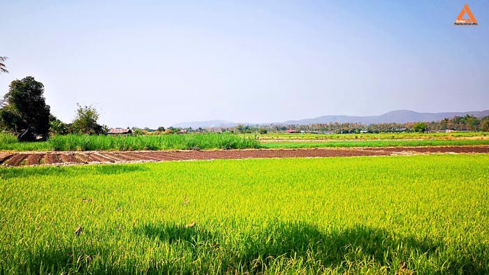 ขายที่ดิน-ใกล้กับ-บ้านเมืองวะ-หนองก้นครุ-ตำบลเมืองเล็น-อำเภอสันทราย-จังหวัดเชียงใหม่