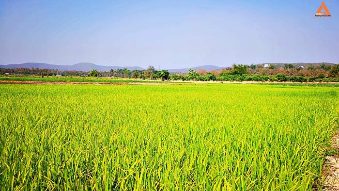 ขายที่ดิน-ใกล้กับ-บ้านเมืองวะ-หนองก้นครุ-ตำบลเมืองเล็น-อำเภอสันทราย-จังหวัดเชียงใหม่