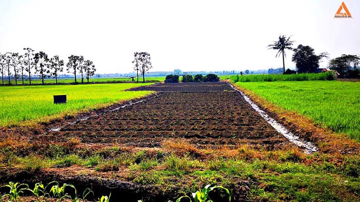 ขายที่ดิน-ใกล้กับ-บ้านเมืองวะ-หนองก้นครุ-ตำบลเมืองเล็น-อำเภอสันทราย-จังหวัดเชียงใหม่