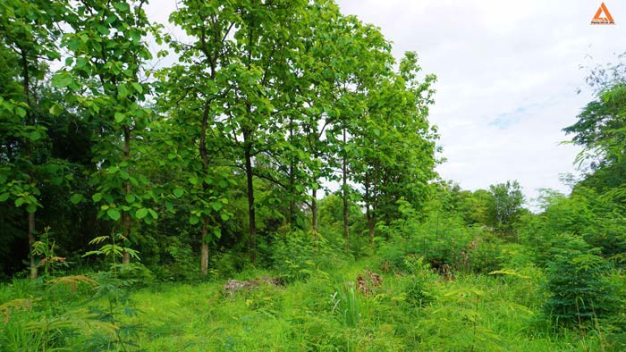 ขายที่ดิน-ไม่ไกลเมือง-ใกล้แยกหลุยส์-ตำบลสันปูเลย-อำเภอดอยสะเก็ด-จังหวัดเชียงใหม่