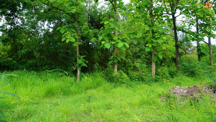 ขายที่ดิน-ไม่ไกลเมือง-ใกล้แยกหลุยส์-ตำบลสันปูเลย-อำเภอดอยสะเก็ด-จังหวัดเชียงใหม่