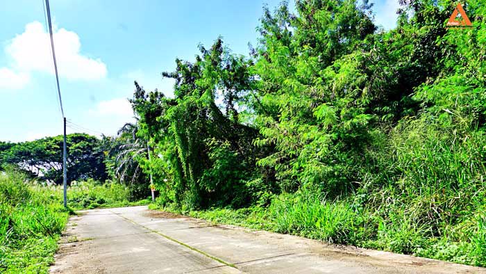 ขายที่ดินย่านชุมชน-โซนร้องเม็ง-สันทราย-ติดถนน-3-ด้าน-วางผัง-แบ่งแปลงได้ง่าย