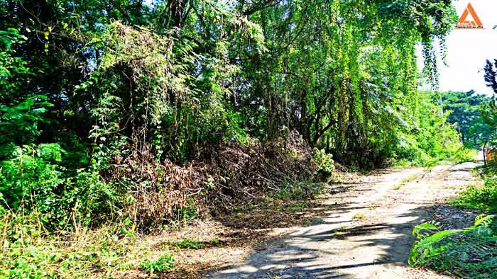 ขายที่ดินย่านชุมชน-โซนร้องเม็ง-สันทราย-ติดถนน-3-ด้าน-วางผัง-แบ่งแปลงได้ง่าย