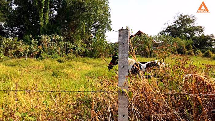 ขายที่ดินแปลงมุม-ติดถนน-2-ด้าน-โซนแม่เหียะ-อำเภอเมืองเชียงใหม่-แวดล้อมด้วยสาธารณูปโภคครบครัน