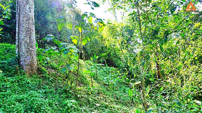 ขายที่ดิน-โซนแหล่งท่องเที่ยว-ม่อนแม่ลาย-แม่กำปอง-อำเภอแม่ออน-บรรยากาศริมน้ำ-วิวเขา-สุดชิว