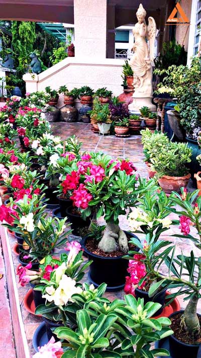 ขายบ้านหรูพร้อมสระว่ายน้ำ-ติดลำน้ำปิง-วงแหวนรอบที่-3-ตำบลดอนแก้ว-อำเภอแม่ริม-จังหวัดเชียงใหม่