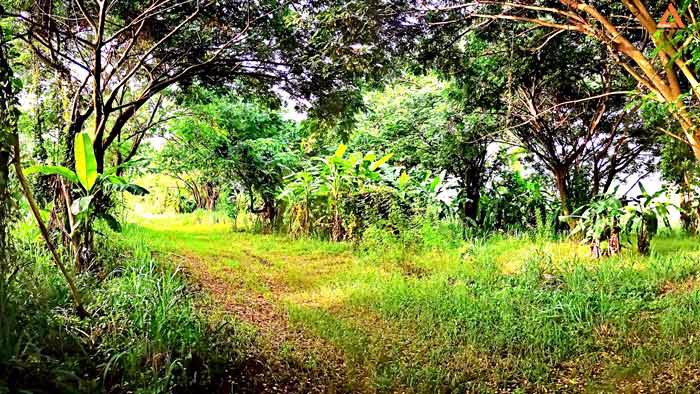 ขายที่ดิน-ติดถนนใหญ่-อสันป่าตอง-รองรับโครงการปรับปรุงขยายทางแยก-ทางลอดต่างระดับ