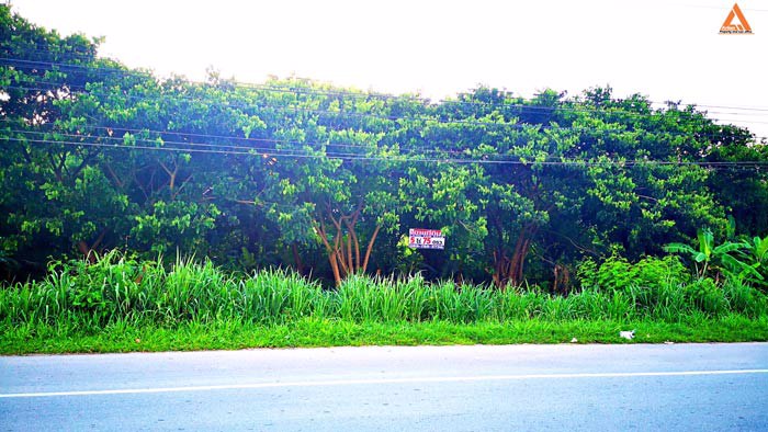 ขายที่ดิน-ติดถนนใหญ่-อสันป่าตอง-รองรับโครงการปรับปรุงขยายทางแยก-ทางลอดต่างระดับ