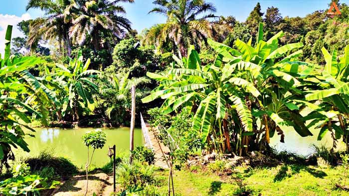 ให้เช่า-บ้านพักตากอากาศ-พร้อมที่ดินขนาดใหญ่-วิวสวย-บรรยากาศดี-หลัง-มแม่โจ้-เส้นทางไปไปวัดแท่นพระ