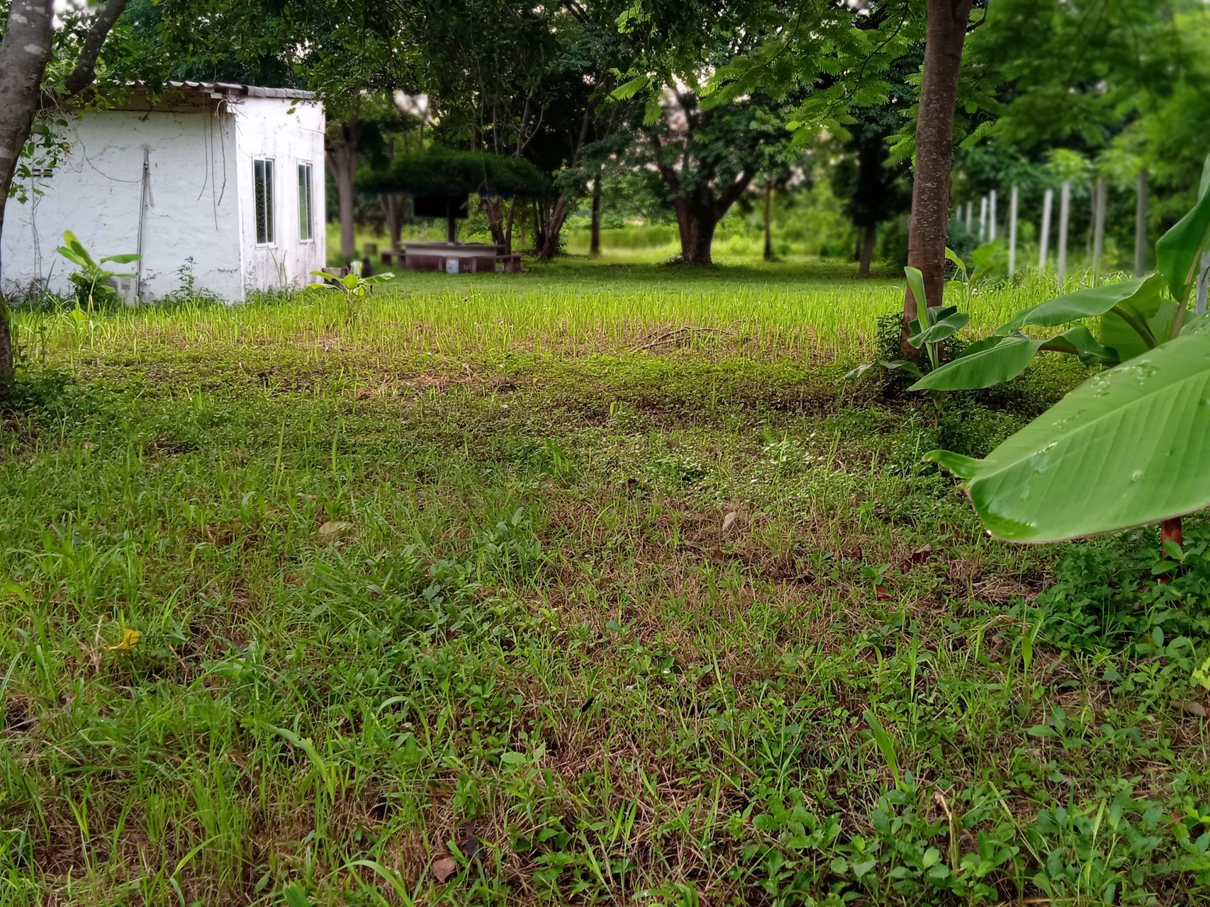 ที่ดินโฉนด1ไร่-ราคา800000-เขตเทศบาลตท่าเคยอสวนผึ้ง-จราชบุรี