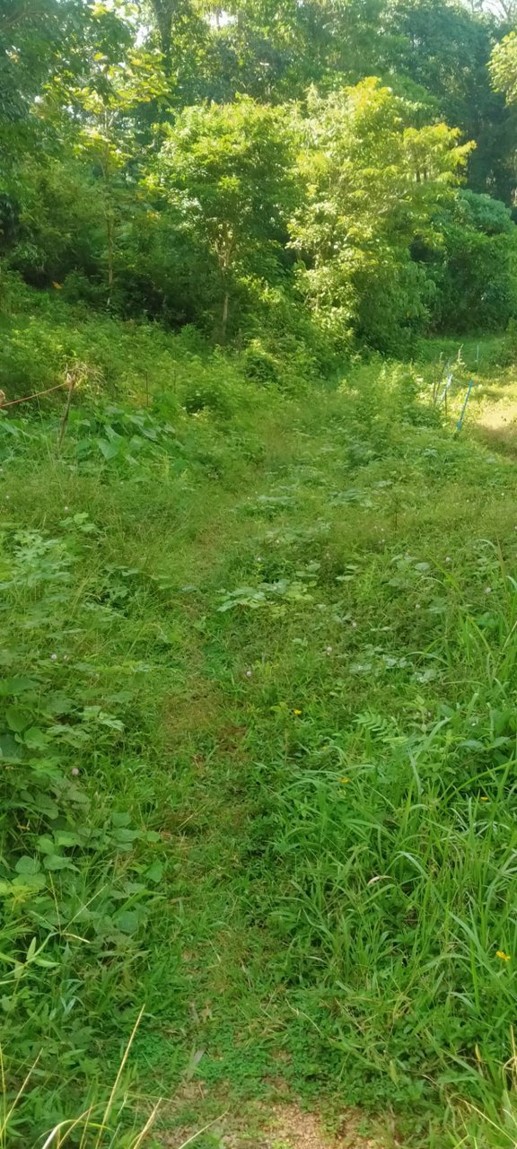 ขายที่ดิน-เป็นทีชีวิวเห็นทะเลเเละเกาะต่างหลายเกาะ-เป็น-นส3-ธรรมดา-9ไร่