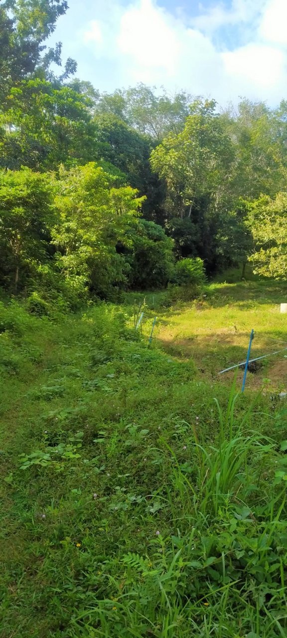 ขายที่ดิน-เป็นทีชีวิวเห็นทะเลเเละเกาะต่างหลายเกาะ-เป็น-นส3-ธรรมดา-9ไร่